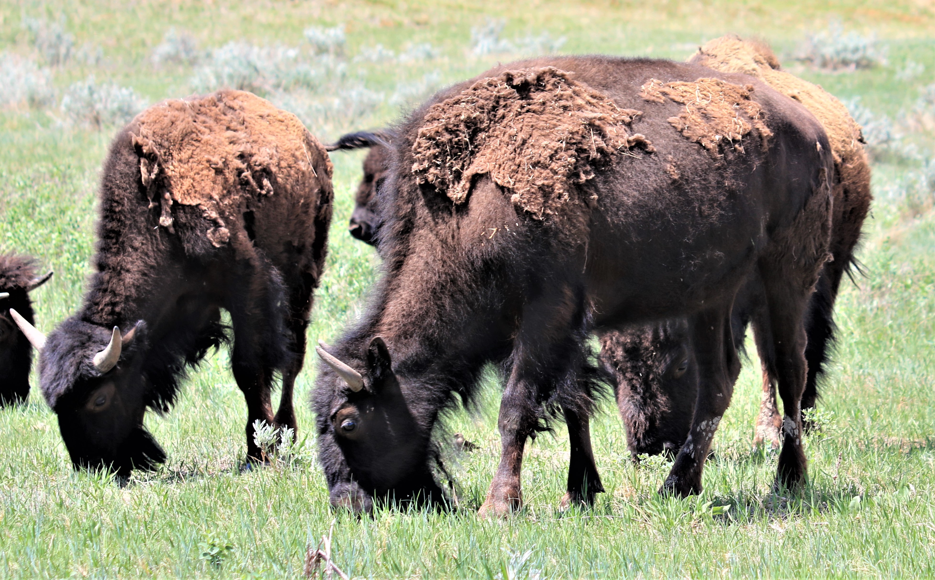 Theodore Roosevelt NP